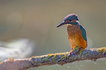 Kingfisher or Alcedo atthis perches on branch
