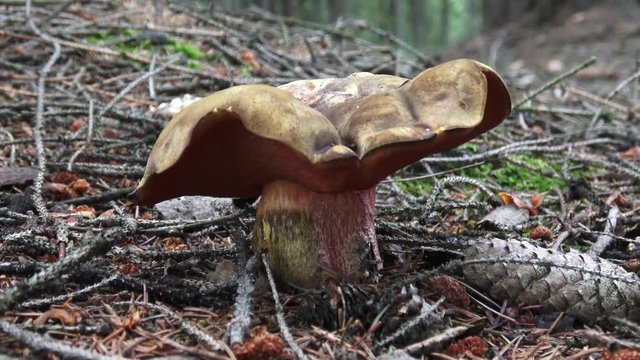 Mushroom (Suillellus luridus) with forest trees in the background