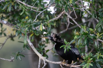 Anhinga