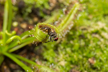 Drosera Capensis