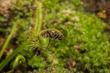 Drosera Capensis