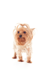 Yorkshire terrier dog looking at white background