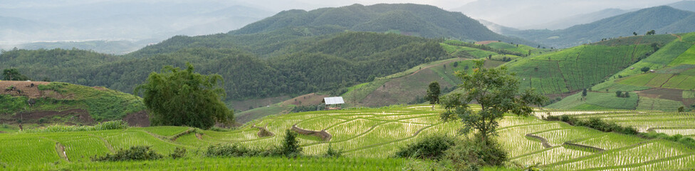 Panorama view of The evening sun shines on the stepped rice terrace.