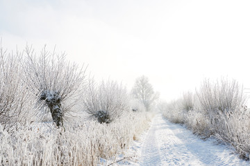 Kopfweiden im Winter an verschneitem Weg