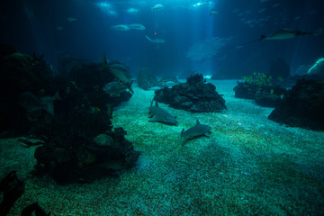 Fototapeta na wymiar Ocean giant fish world in aquarium for observation.