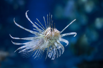 lionfish closeup underwater