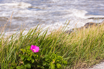 Blume am Wellenbrecher 