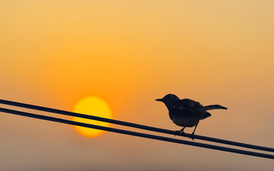 silhouette bird perched on electric cable at sunset with golden hour and the sun so beautiful.
