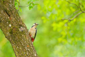 great spotted woodpecker on tree trunk 