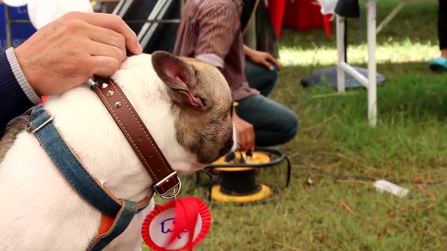 French Bulldog dog panting in a hot Summer