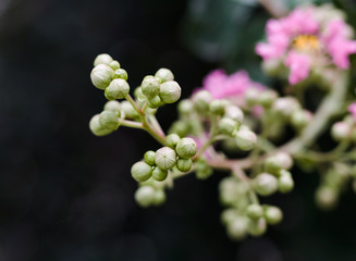 Beautiful pink Crepe Myrtle flower tree