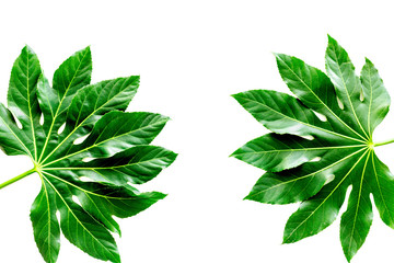 Fototapeta na wymiar Pattern of exotic plant's leafs on white background top view