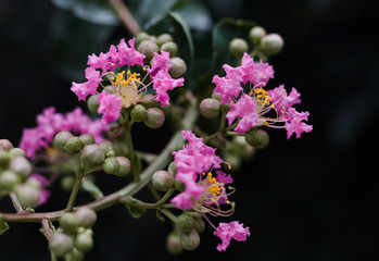 Beautiful pink Crepe Myrtle flower tree