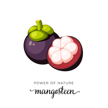 Superfood fruit. Mangosteen fruit. Vector illustration cartoon flat icon isolated on white.