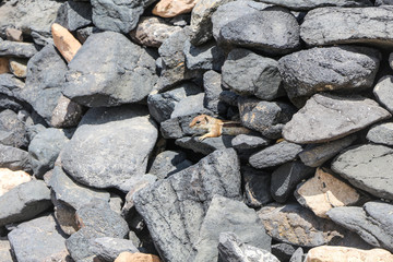 eichhörnchen auf fuerteventura