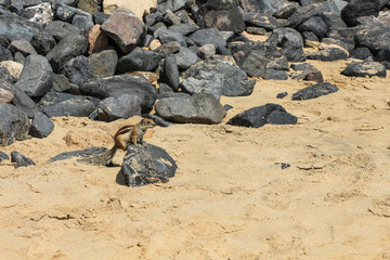 eichhörnchen auf fuerteventura