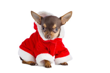 Young chihuahua dressed in christmas dress