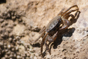 le petit crabe qui mange sur les rochers