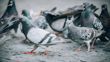 Flock of Pigeons on the street. Dove crowd. Close up