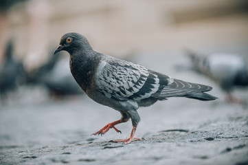 Flock of Pigeons on the street. Dove crowd. Close up