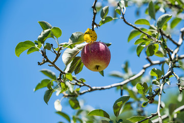 熟れ始めたリンゴの実