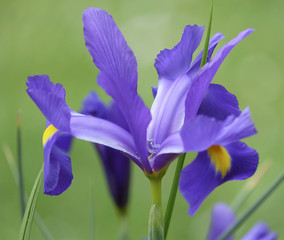 Zwerg-Schwertlilie oder Zwerg-Iris (Iris pumila) © AnnaReinert