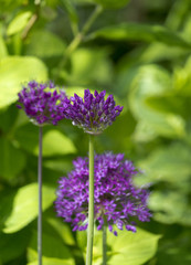 Knospen Zierlauch (Allium sp.)
