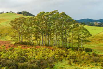 Kauri Trees New Zealand 