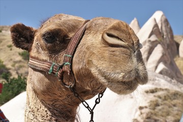 Camel with cappadocia rock landscapes in the background, goreme, Turkey 2017