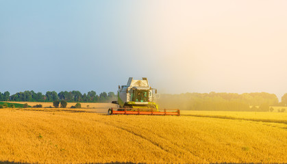 Harvester machine working in field . Combine harvester agriculture machine harvesting golden ripe wheat field. Agriculture