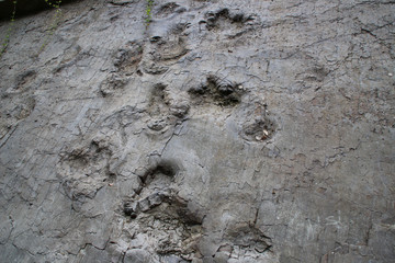 Dinosaurierspuren an einem Fels