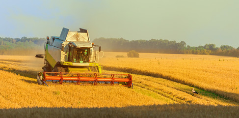 Fototapeta premium Harvester machine working in field . Combine harvester agriculture machine harvesting golden ripe wheat field. Agriculture