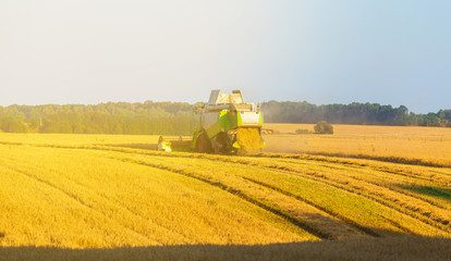 Naklejka premium Harvester machine working in field . Combine harvester agriculture machine harvesting golden ripe wheat field. Agriculture