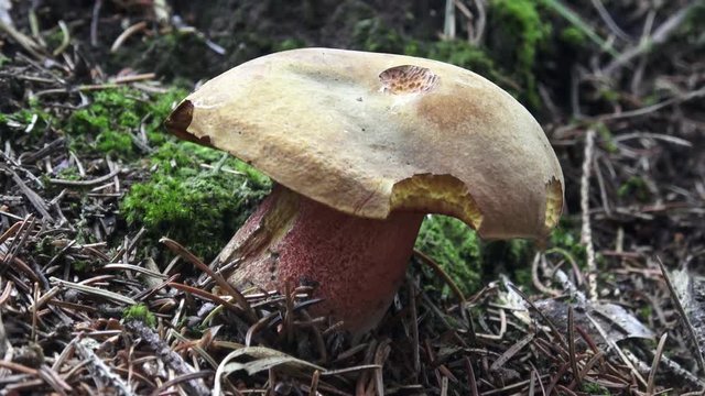 Mushroom (Suillellus luridus) with forest trees in the background
