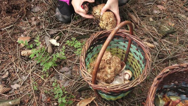 Edible mushrooms ( Sparassis crispa) in the basket