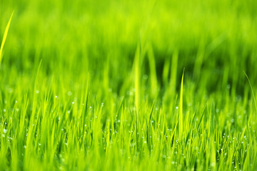 Spring or summer season abstract nature background with grass and drops, selective focus.