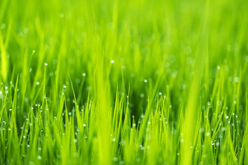 Spring or summer season abstract nature background with grass and drops, selective focus.