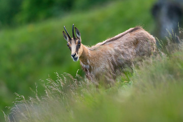 chamois in alpine territory 