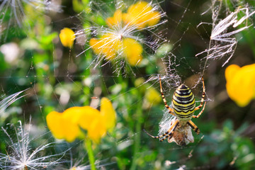 Distelsamen, Sommerabend, Abendessen... Wespenspinne