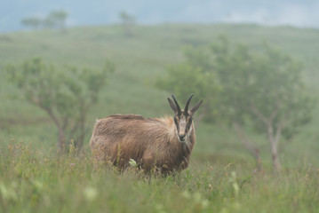 chamois in alpine territory 