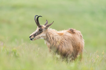 chamois in alpine territory 