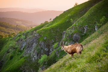 chamois in alpine territory 