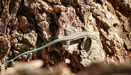 Gecko, Eidechse mit blauen Schwanz 