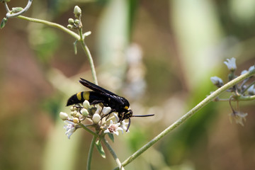 Biene, Hornisse, Insekt, Natur