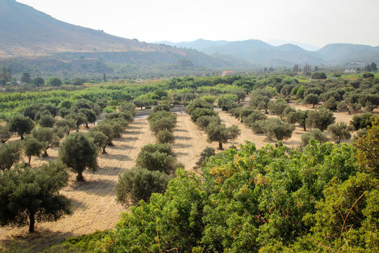 Olivenbäume im Hain
