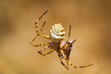 Argiope lobata, eine Radnetzspinne 