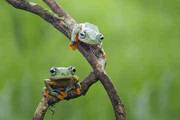 Tree frog, flying frog on branch