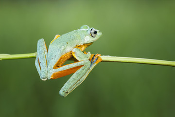Fototapeta premium Tree frog, flying frog on branch