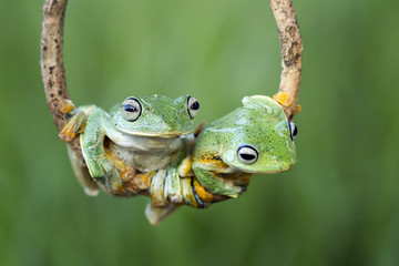 Obraz premium Rzekotka, latająca żaba na gałęzi