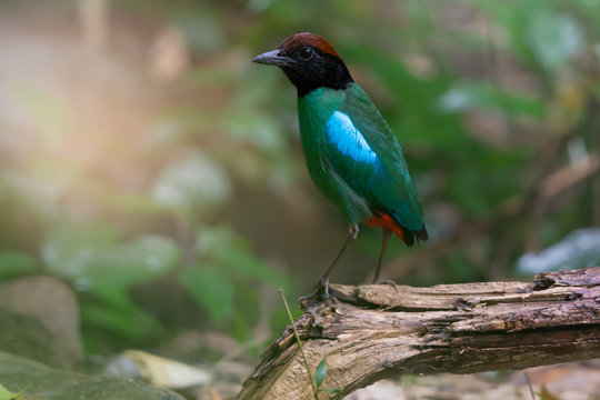 Green bird  rufous head perching on branch.  .Beautiful Hooded pitta ( Pitta sordida ) living alone in the forest.